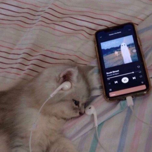 고양이 원본 566