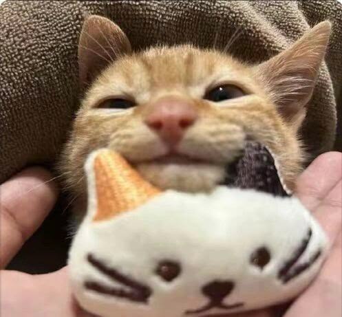고양이 원본 241