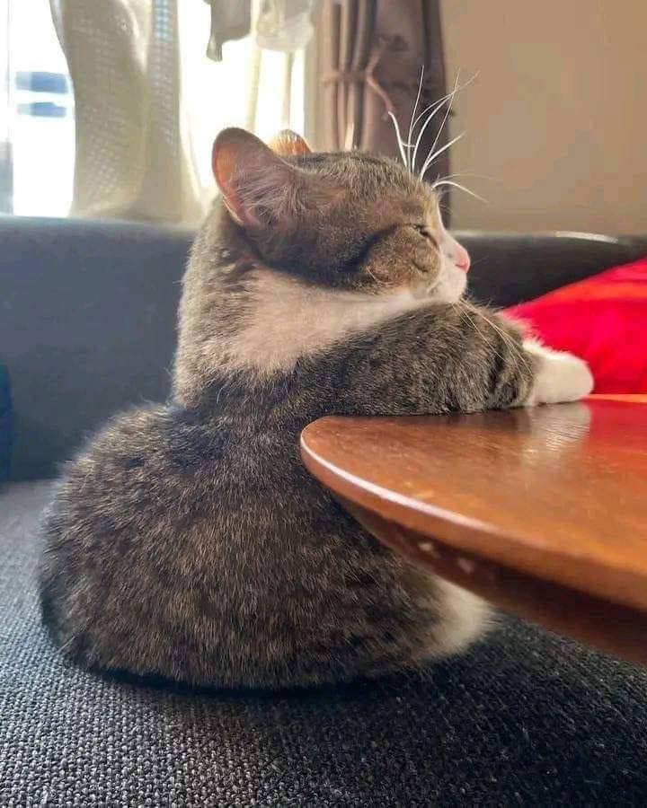 고양이 원본 324