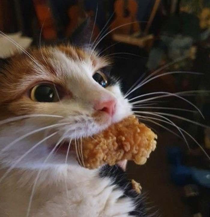 고양이 원본 216
