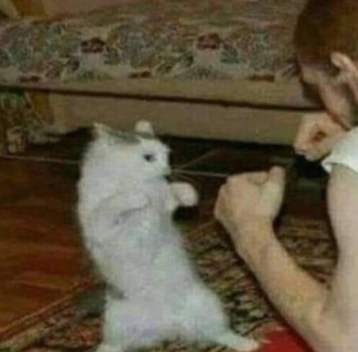 고양이 원본 049