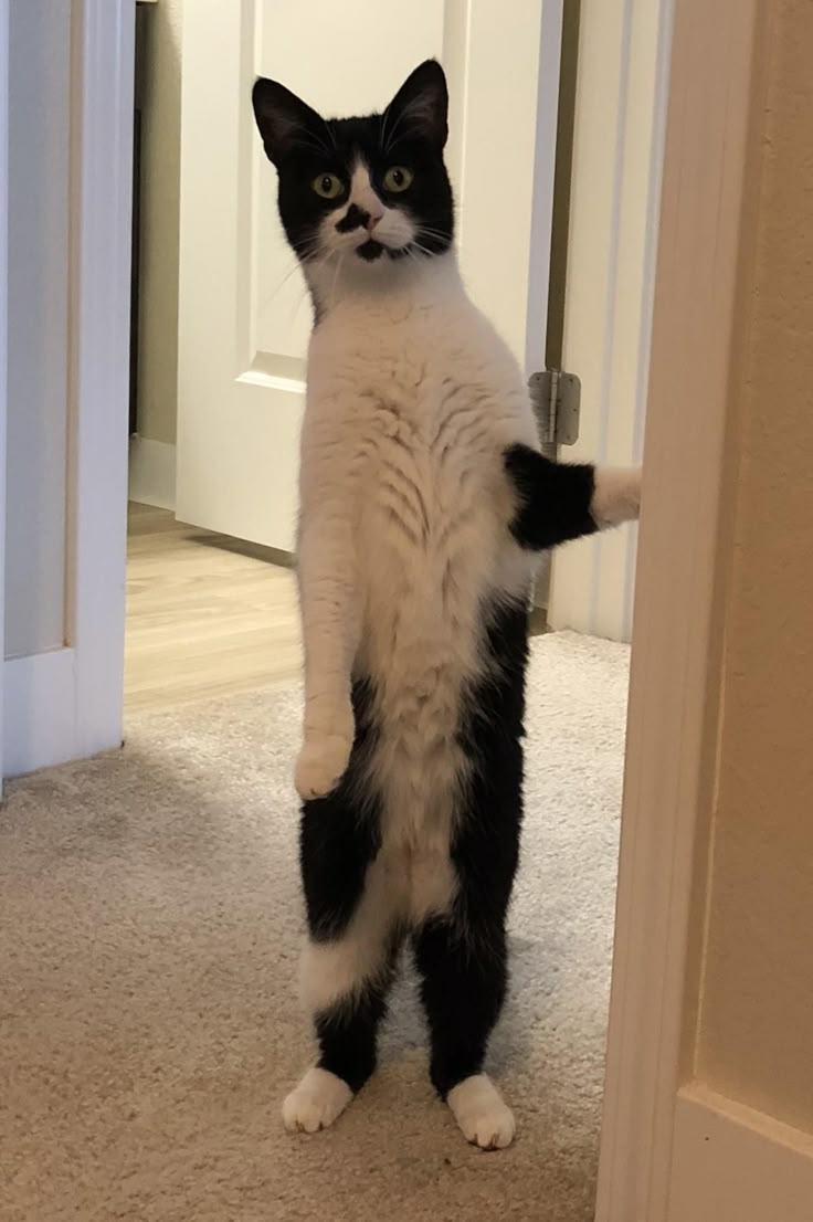 고양이 원본 680