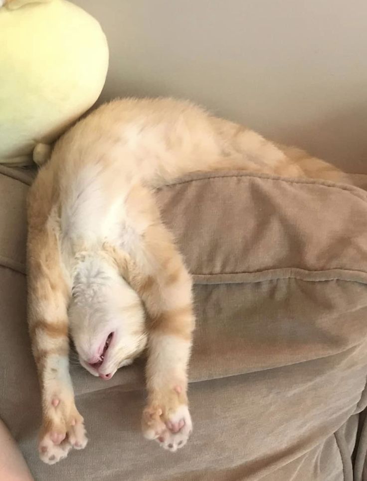 고양이 원본 410