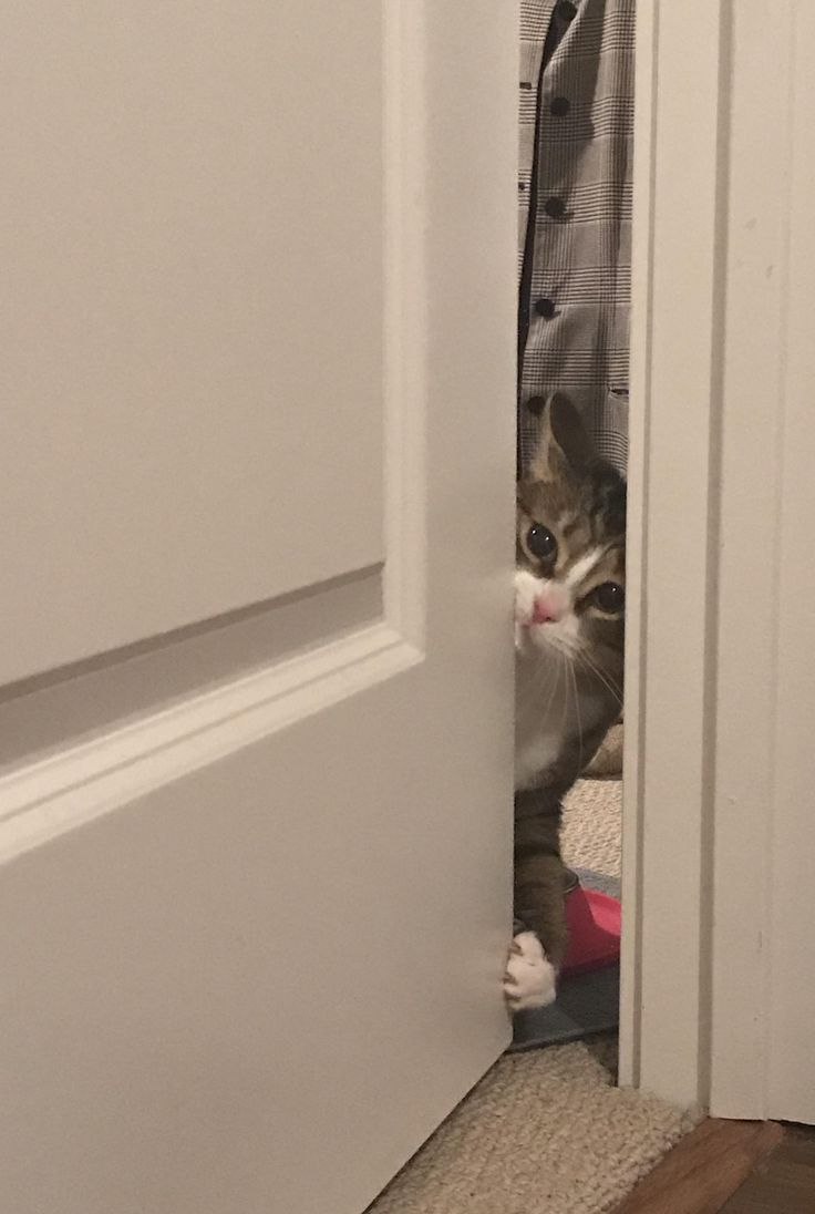 고양이 원본 018
