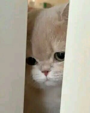 고양이 원본 272