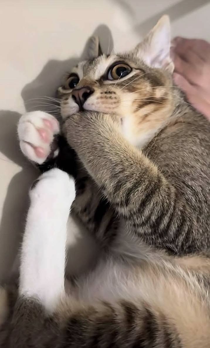 고양이 원본 069