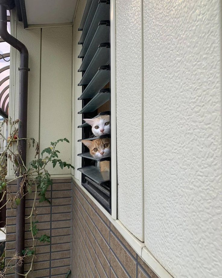 고양이 원본 043