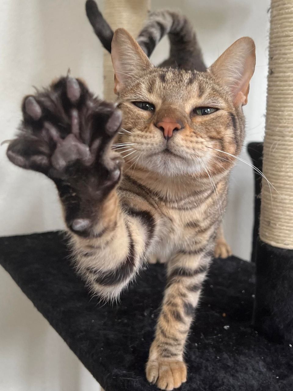 고양이 원본 525