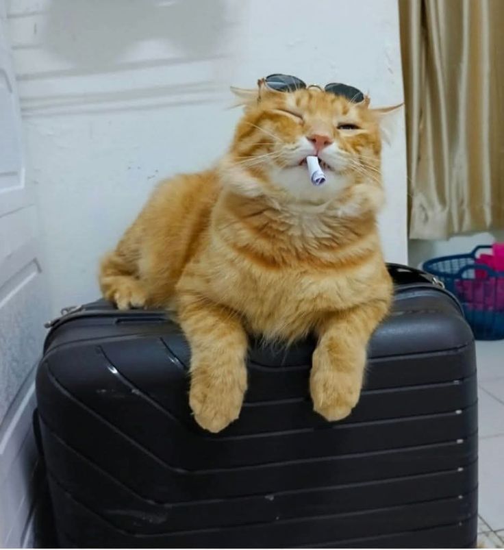 고양이 원본 097