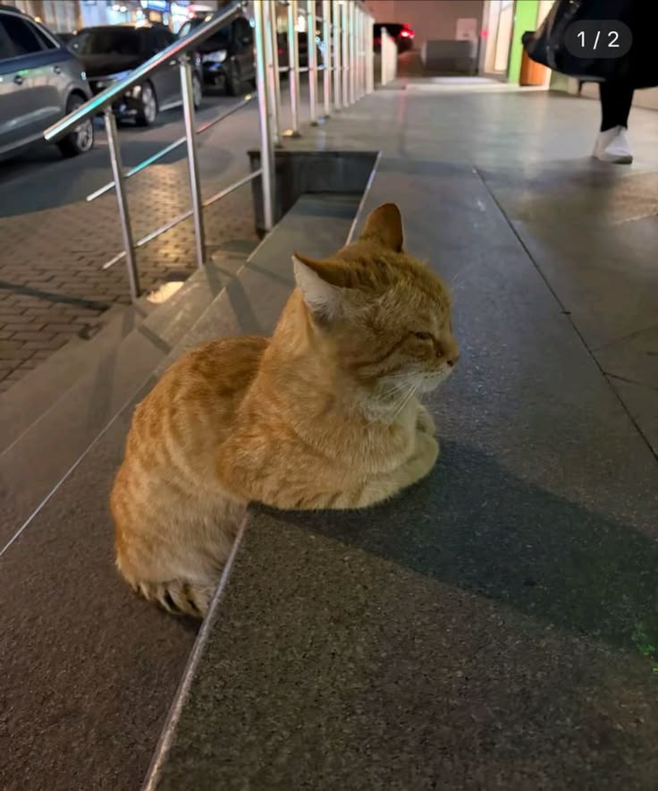 고양이 원본 628