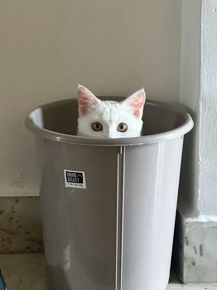 고양이 원본 424