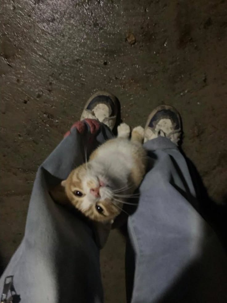고양이 원본 190