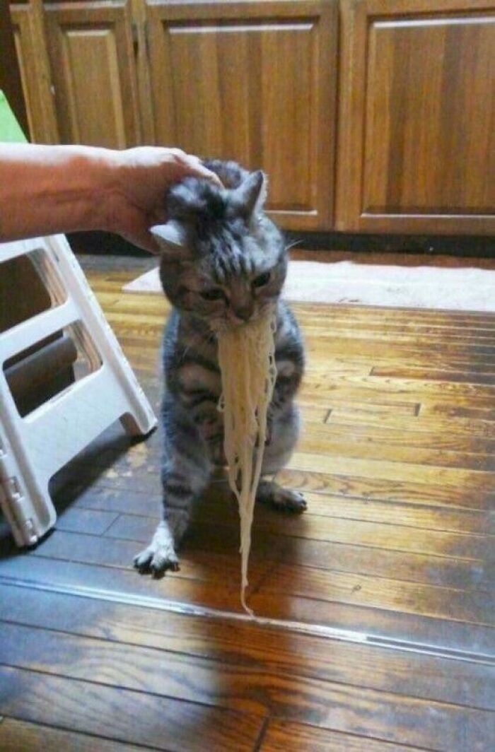 고양이 원본 137