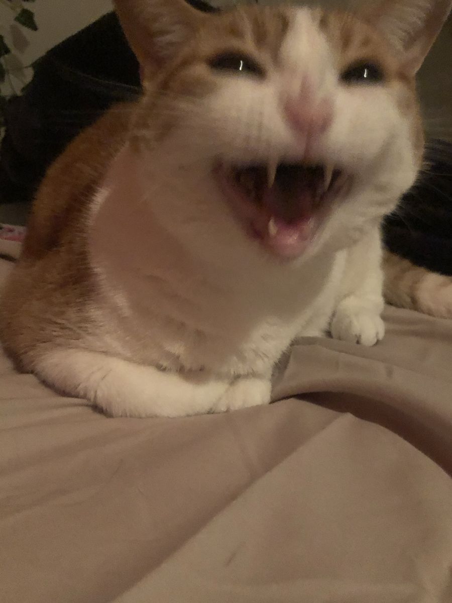 고양이 원본 637