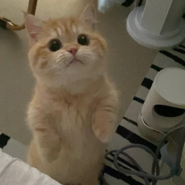 고양이 원본 712