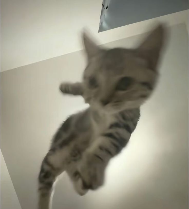 고양이 원본 159
