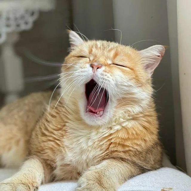 고양이 원본 687