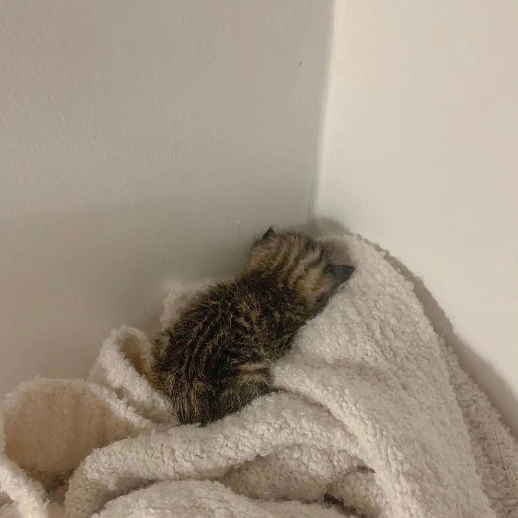 고양이 원본 564