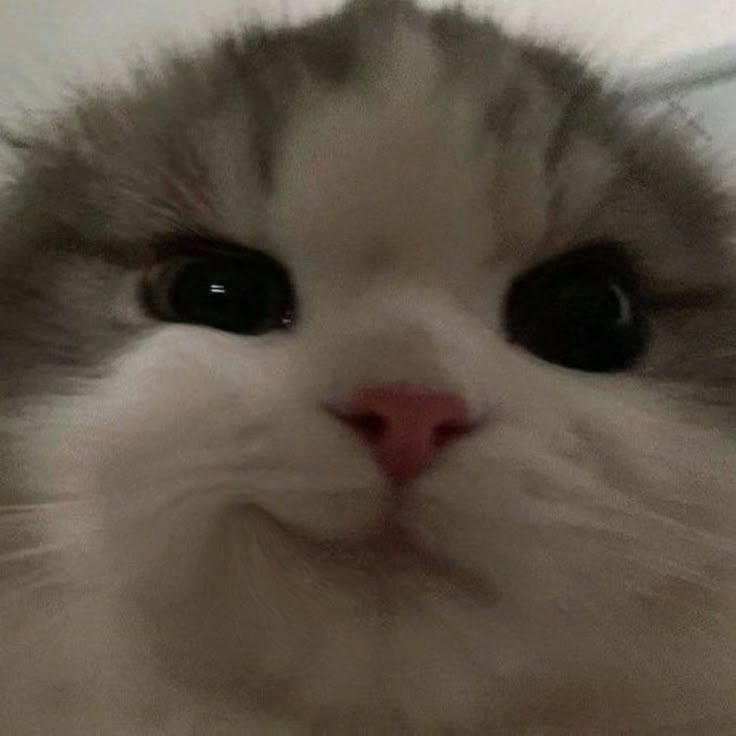 고양이 원본 379