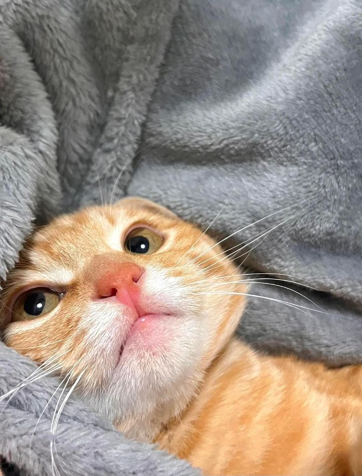 고양이 원본 435