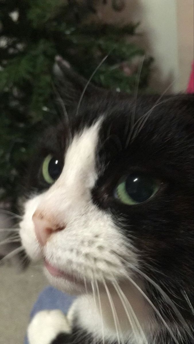 고양이 원본 430