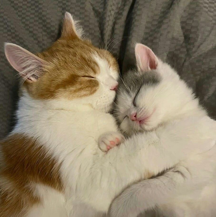 고양이 원본 551