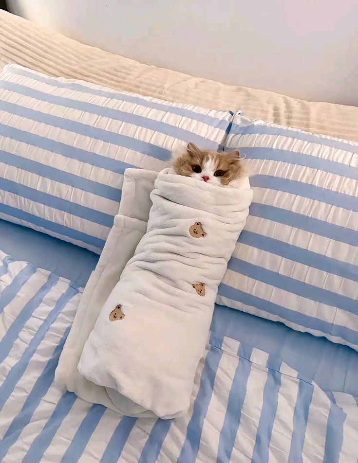 고양이 원본 422