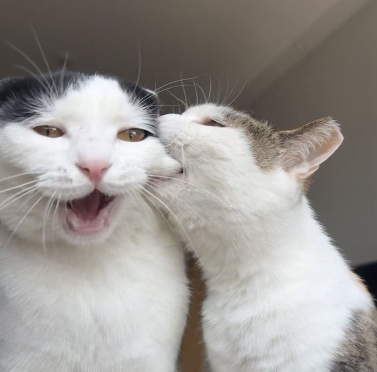 고양이 원본 565