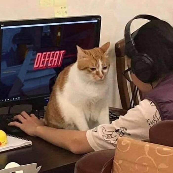 고양이 원본 055