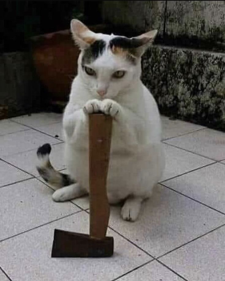 고양이 원본 130