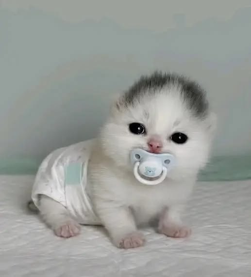 고양이 원본 524