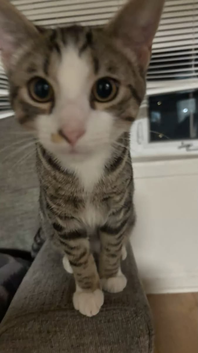 고양이 원본 142