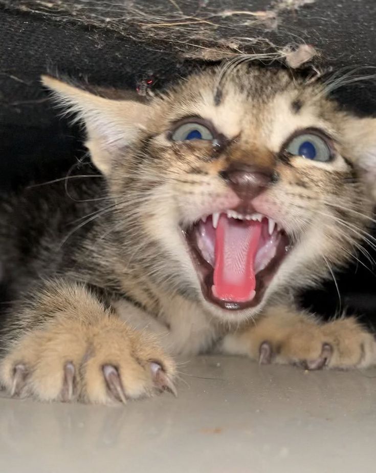 고양이 원본 383