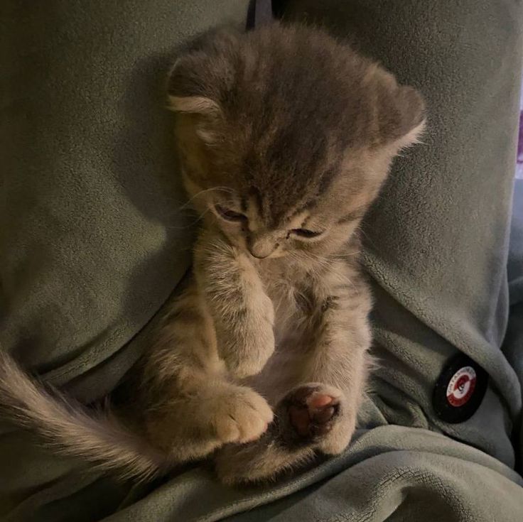 고양이 원본 336
