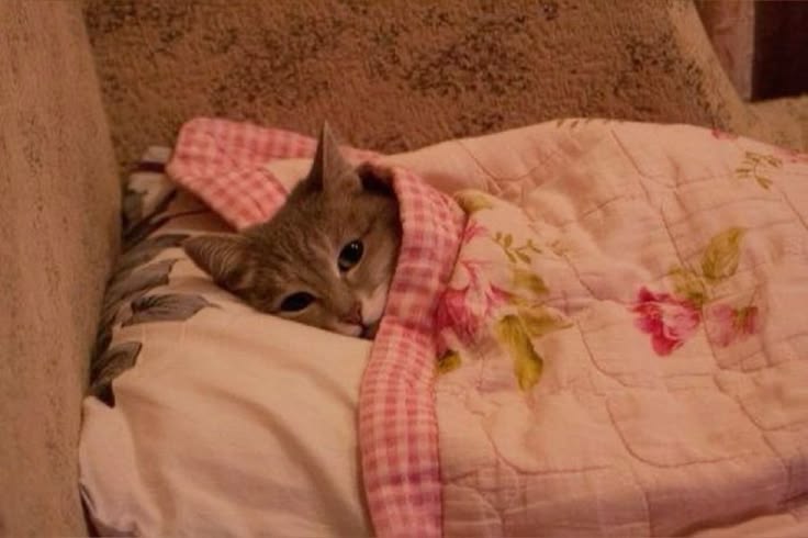고양이 원본 006