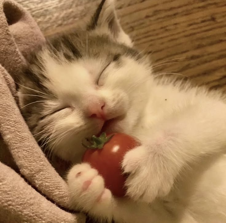 고양이 원본 385