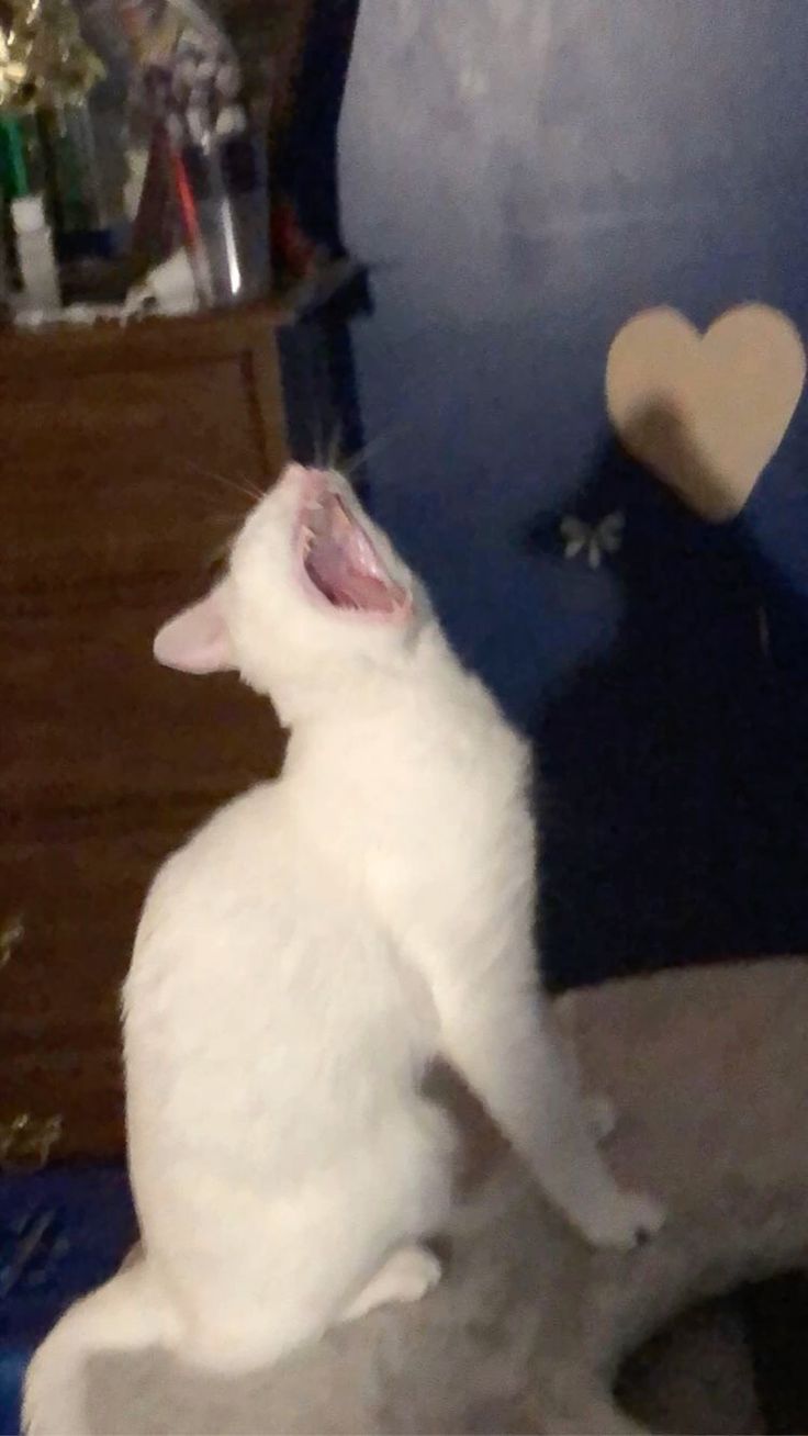 고양이 원본 521