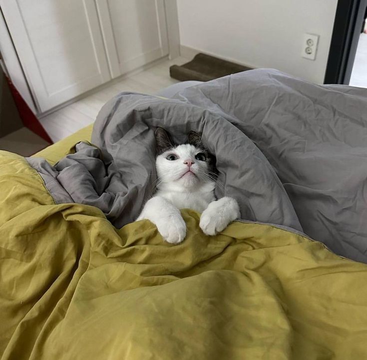 고양이 원본 320