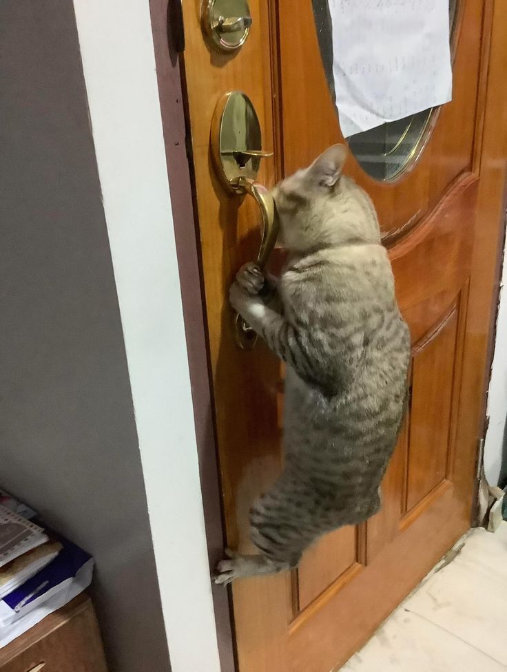 고양이 원본 098