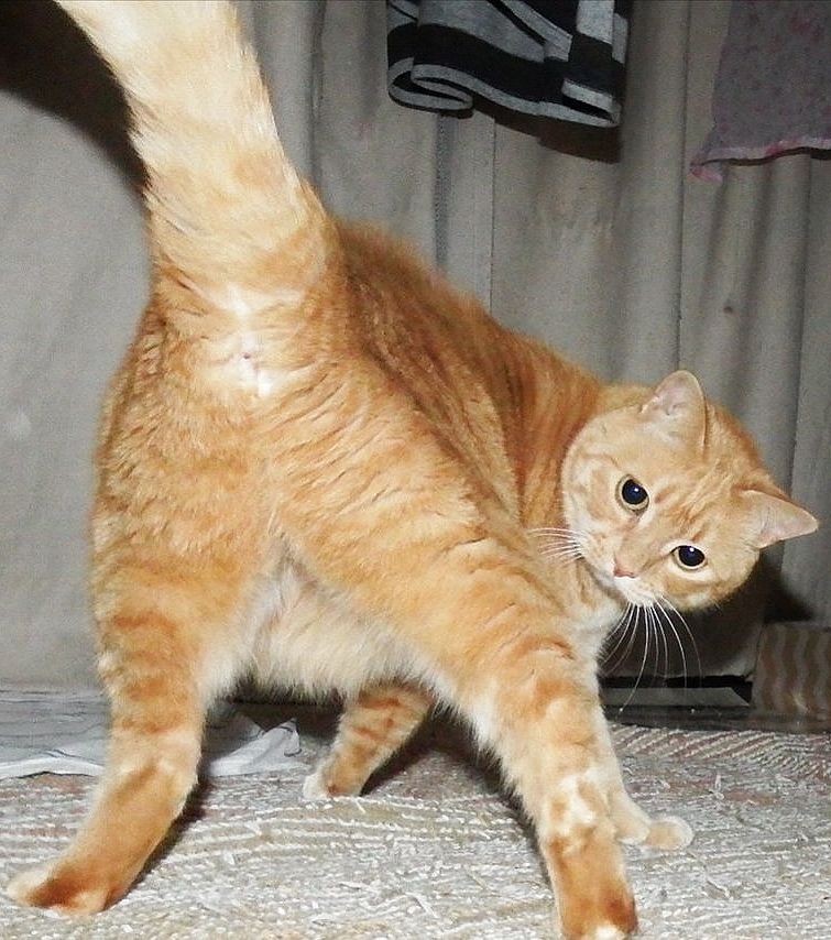 고양이 원본 505