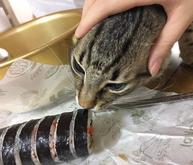 고양이 원본 412