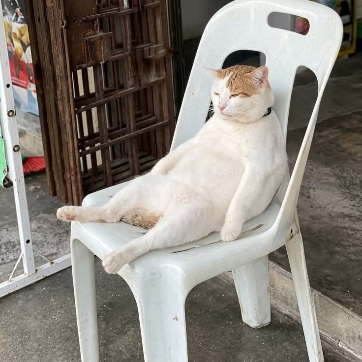 고양이 원본 285