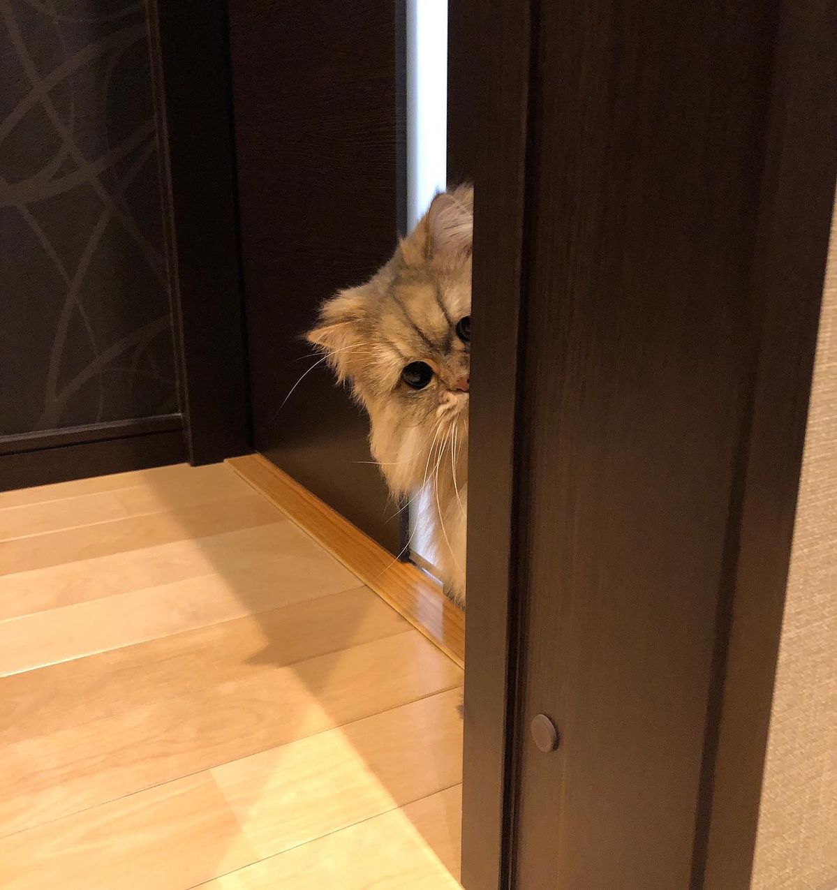고양이 원본 606