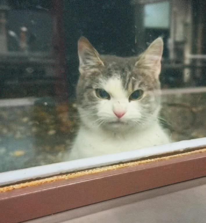 고양이 원본 166