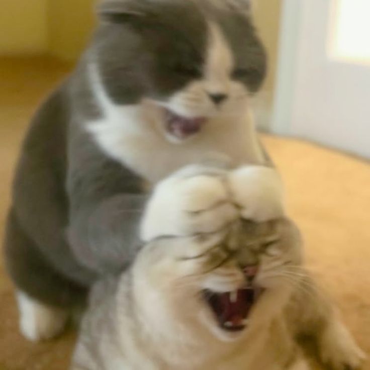 고양이 원본 597