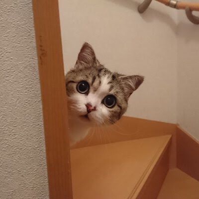 고양이 원본 407