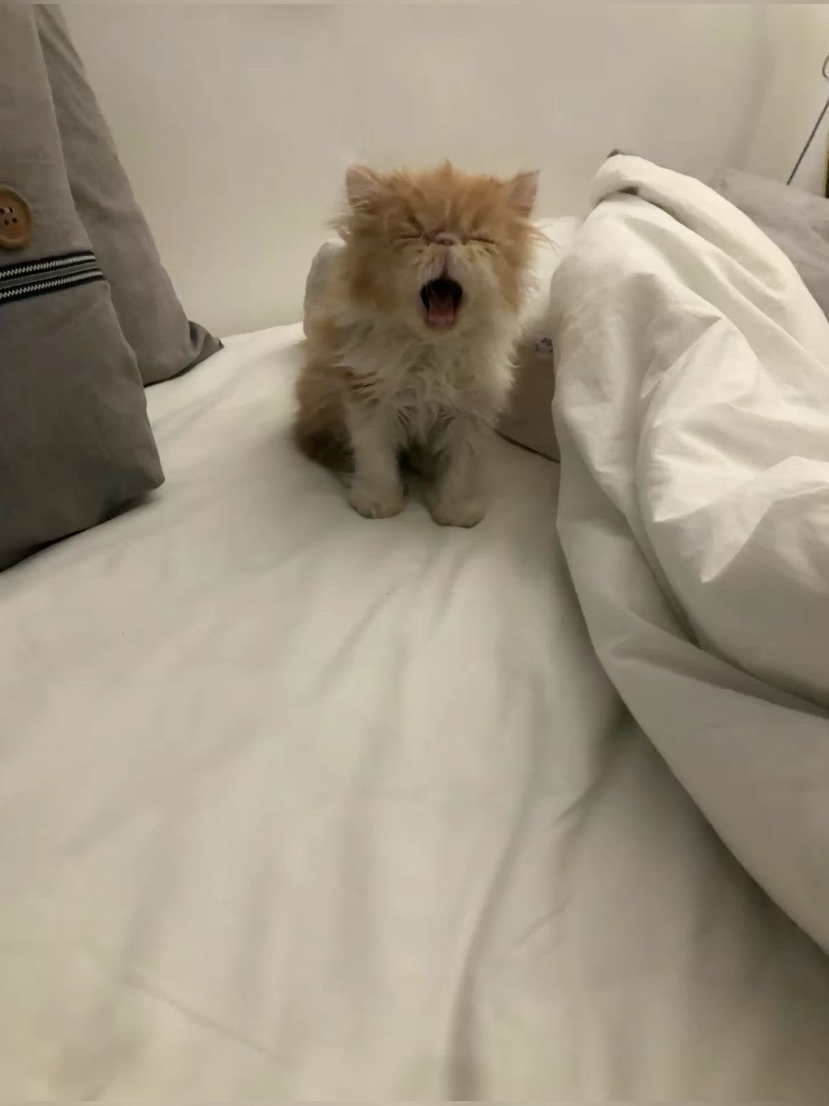 고양이 원본 541