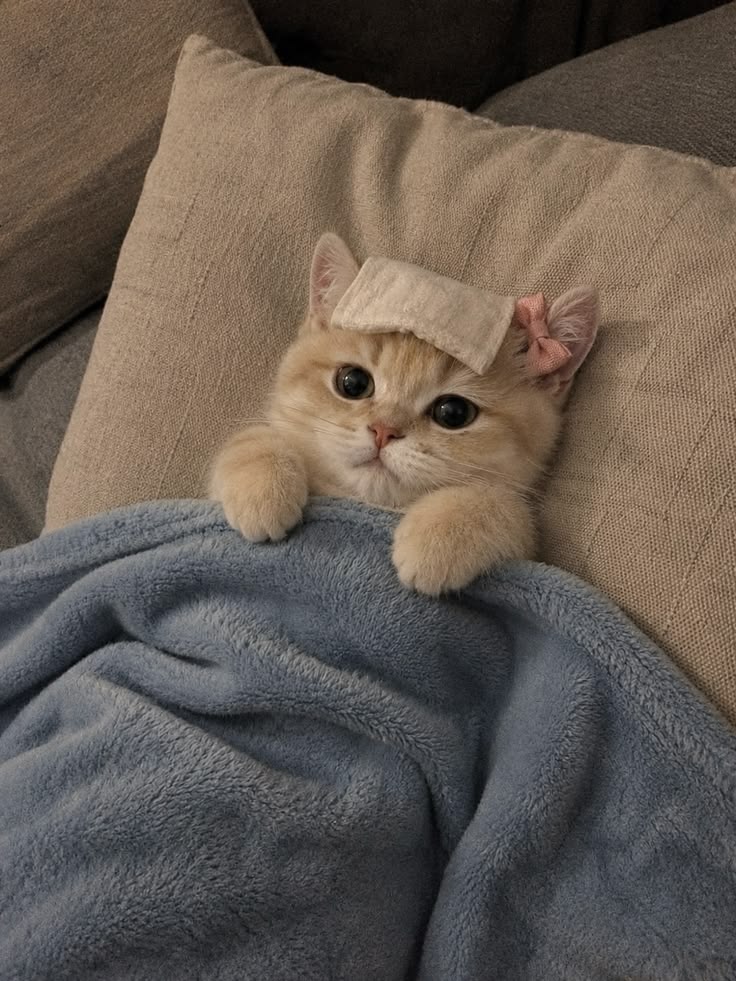 고양이 원본 367
