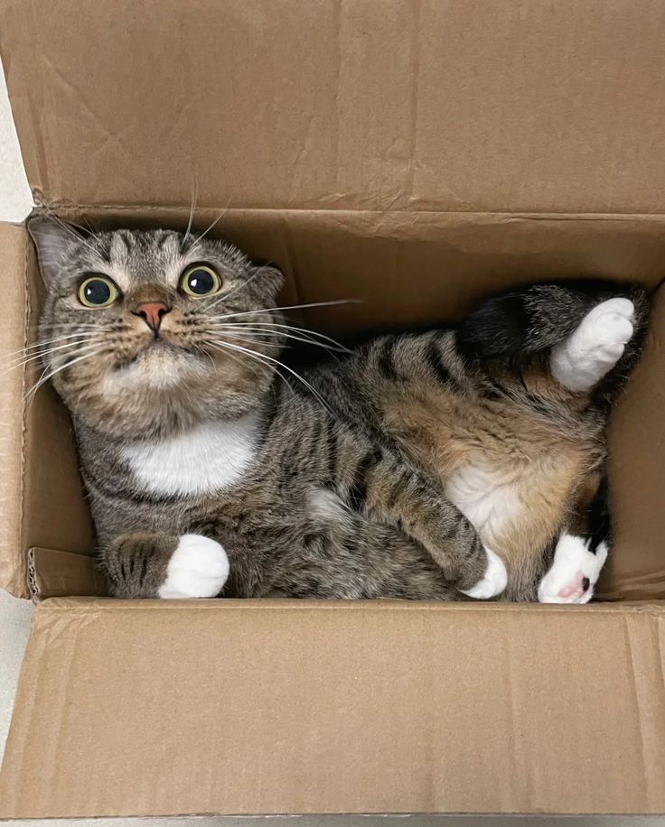 고양이 원본 361