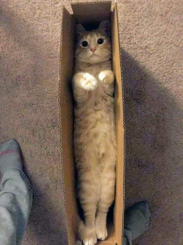 고양이 원본 115